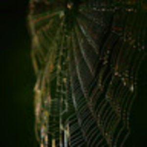 Meet your Posher, Cole